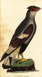 Crested Caracara, Caracara Plancus (1800)