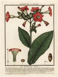 Cultivated Tobacco, Nicotiana tabacum