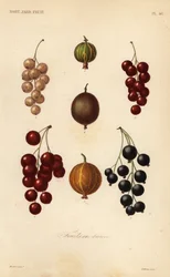 Currants and berries