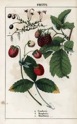 Description of berries: fruits of cranberry, raspberry and strawberry