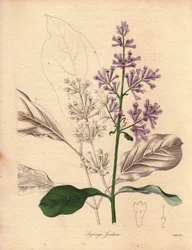 Description of the Hungarian Lilac (Syringa josikaea), native to central and eastern Europe. Illustration in The Botanist, series by Benjamin Maund