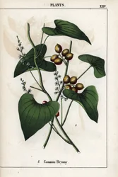 Description of the common bryone with its golden berries. From Recueil d