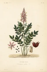 Dittany