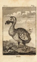 Dodo, Extinct Bird