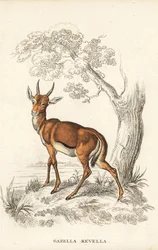 Dorcas gazelle, Gazella dorcas (common kevel, Gazella kevella). Vulnerable. After an illustration by James Stewart. Handcoloured lithograph from Georg Friedrich Treitschke