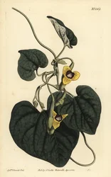 Downy leaved birthwort