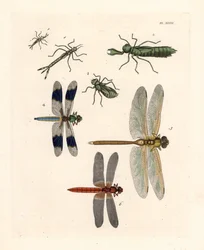 Dragonfly larval forms, common whitetail dragonfly, green darner, and scarlet skimmer or crimson darter