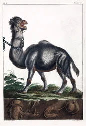 Dromedary