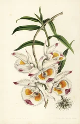 Duke of Devonshire