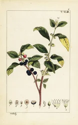 Dyer’s buckthorn, Flueggea tinctoria