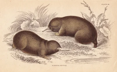 Echidna or Spiny Anteater, Tachyglossus aculeatus (Echidna setosa)