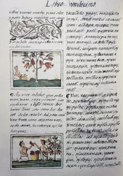 Edible plants, red beans, page from Book XI of Florentine Codex, General History of Things of New Spain, by Fray Bernardino de Sahagun