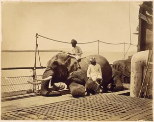 Elephant on the deck of a ship, Penang, Malaya