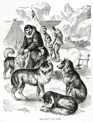 Esquimaux and Dogs. 1902