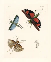 Eupropacris coeruleus grasshopper, Chromacris miles, and Gryllacris tessellata