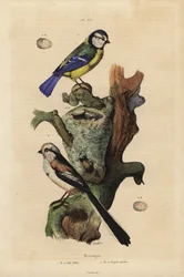 Eurasian blue tit and long-tailed tit with nest and egg