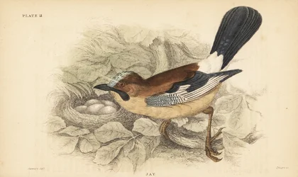 Eurasian Jay with Nest and Eggs