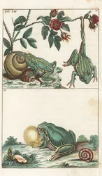 European and Italian Frogs