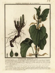 European Birthwort, Aristolochia Clematitis