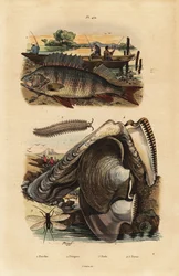 European perch, Perca fluviatilis, velvet worm, Peripatus iuliformis, lacewing, Perla marginata, and pearl oyster, Isognomon isognomum