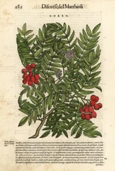 European rowan tree