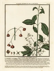 European Spindle, Euonymus europaeus