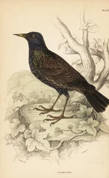 European starling
