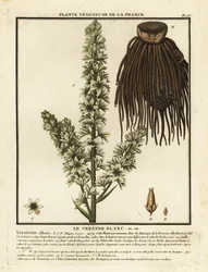 European white hellebore, Veratrum album