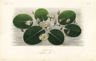 European white water lily