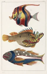 Exotic fish from the Moluccas