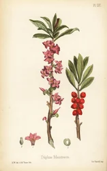 February daphne, mezereon or spurge laurel