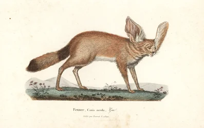 Fennec fox or fennec