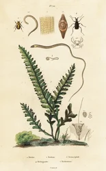 Fern, bee beetle and roundworms