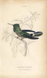 Festive Coquette, Lophornis Chalybeus. Handcoloured Steel Engraving by William Lizars from Sir William Jardine