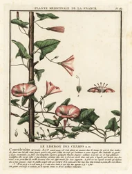 Field bindweed, Convolvulus arvensis