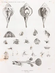 Fish: Tetrodon, Anatomy