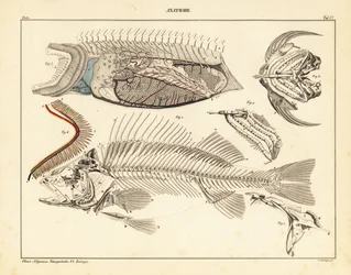 Fish anatomy showing skeleton, gills, etc.