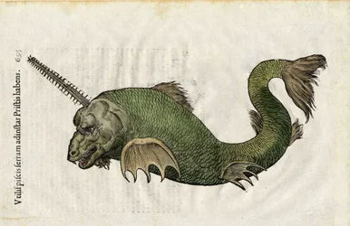 Fish saw (Pristis) in Ulyssis Aldrouandi... De piscibus libri V et de cetis lib. vnus by Ioannes Cornelius Vteruerius; Marc. Antonius Bernia in lucem restituit, deals with the natural history of Ulisse Aldrovandi, Bologna