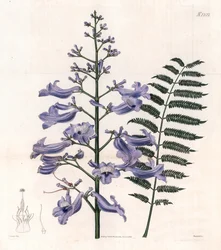 Flamboyant blue or oyster tree - Trinidad fern tree, Jacaranda mimosifolia