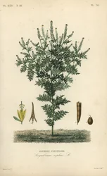 Flixweed, herb-Sophia or tansy mustard, Descurainia sophia, Sisymbrium sophia