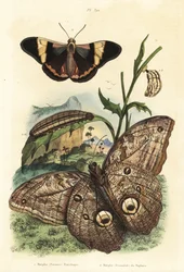 Forest giant owl butterfly, Caligo eurilochus and Brassolis sophorae butterfly, pupa and caterpillar