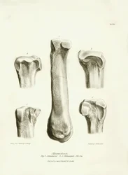 Fossil bones (metatarse and metacarp) of the disappeared prehistoric animal Macrauchenia described by Charles Darwin during his expedition aboard the Beagle. Plate from The Zoology of the voyage of H.M.S. Beagle under the command of Captain Fitzroy