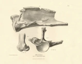Fossil bones (scapula) of the disappeared prehistoric animal Macrauchenia described by Charles Darwin during his expedition aboard the Beagle. Plate from The Zoology of the voyage of H.M.S. Beagle under the command of Captain Fitzroy during the years 1832