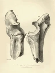 Fossil bones (ulna and radius) of the disappeared prehistoric animal Macrauchenia described by Charles Darwin during his expedition aboard the Beagle. Plate from The Zoology of the voyage of H.M.S. Beagle under the command of Captain Fitzroy during the yea