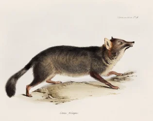 Fox, Chile, c 1832-1836