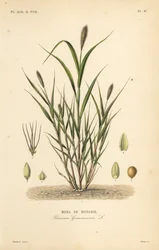 Foxtail millet or Italian millet
