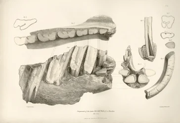 Fragment of Jaw and Teeth of Toxodon, Found by Charles Darwin Near Montevideo, Uruguay During His Exploration Journey Aboard the Beagle