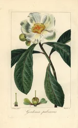 Franklin Tree, Native to America, Extinct in the Wild