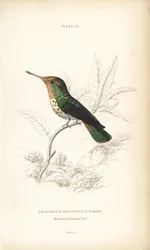 Frilled Coquette, Lophornis Magnificus, Female. Handcoloured Steel Engraving by William Lizars from Sir William Jardine