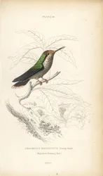 Frilled coquette, Lophornis magnificus, young male (Magnificent hummingbird, Trochilus magnificus). Handcoloured steel engraving from Sir William Jardine